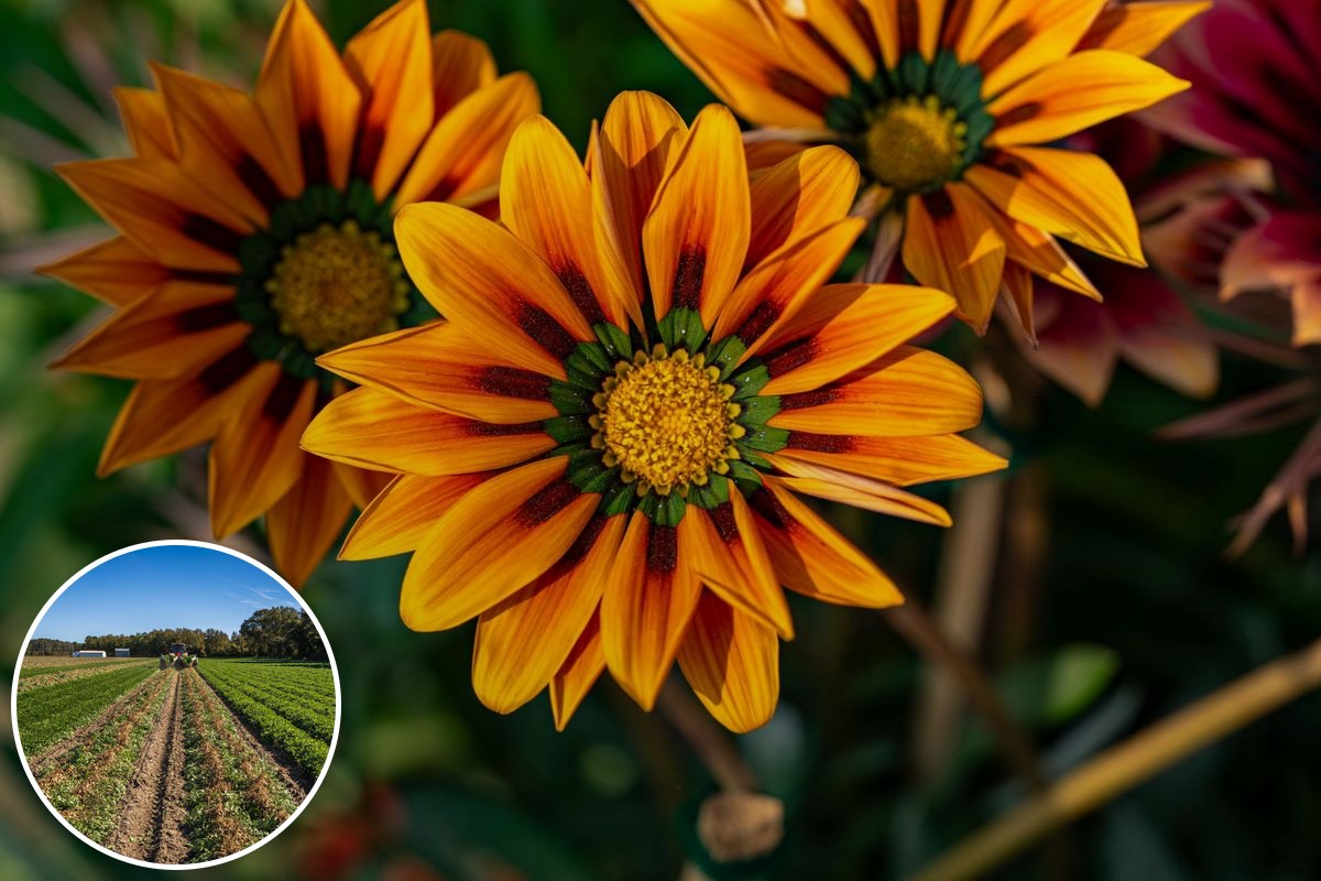 Bright orange gazania flowers in close-up, with a cultivated crop-row field inset.